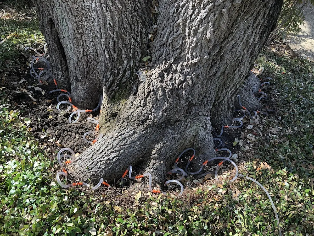 Detailed Tree Cabling and Bracing job site in Red House