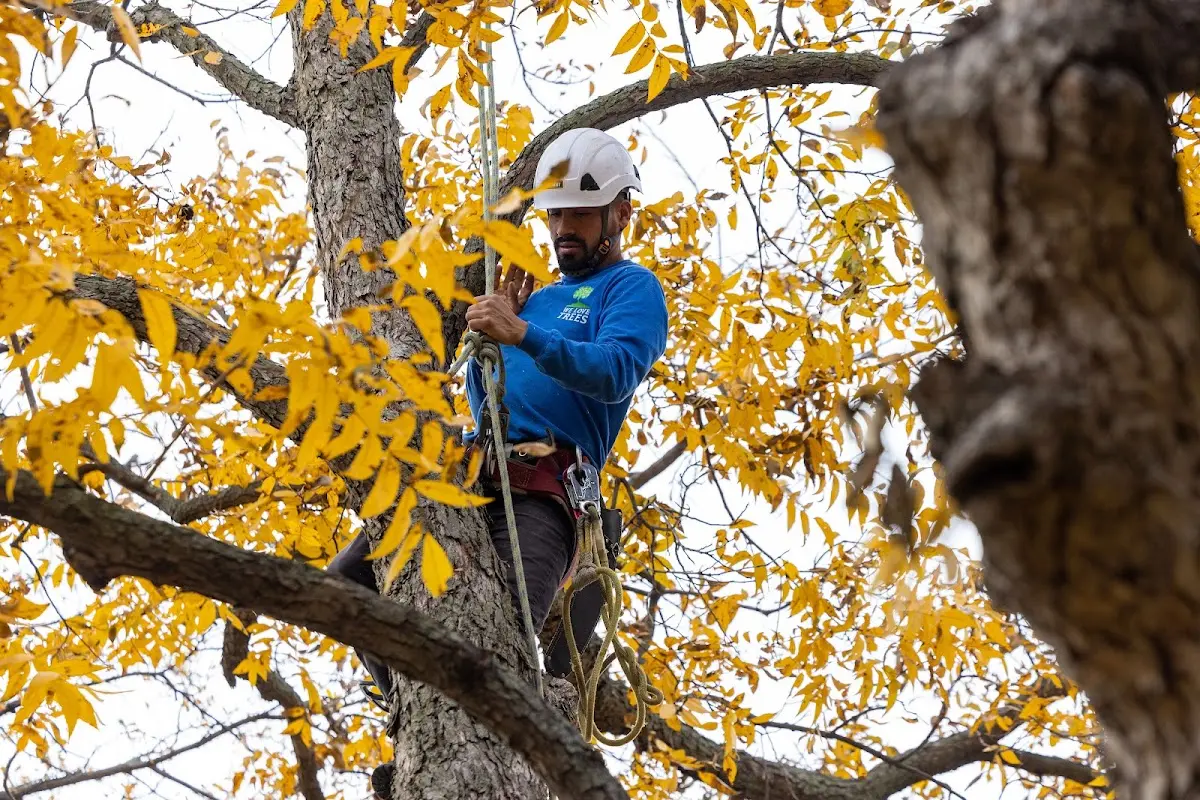 Skilled Emergency Tree Service crew working in Red House